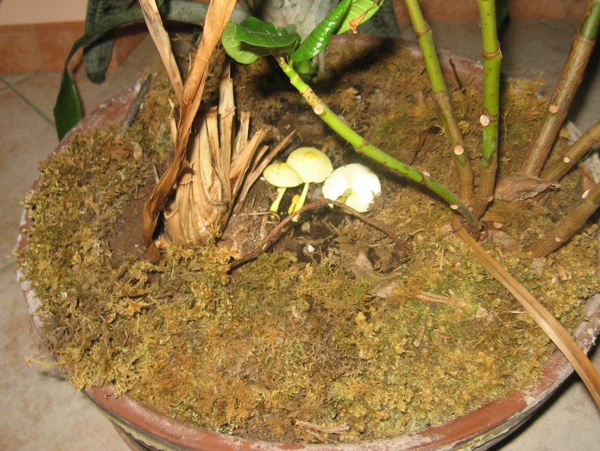 funghi nel vaso - Leucoprinus birnbaumii  (Corda) Singer